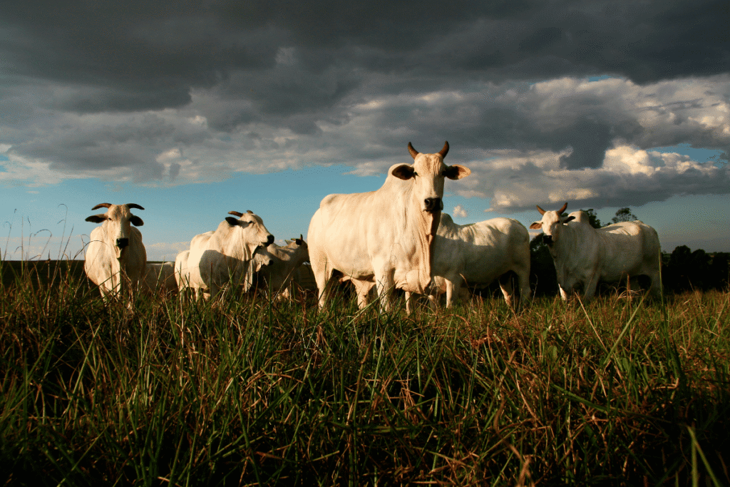 Qual a estratégia técnica para o sucesso do XPCA em 2025, Credtimes Consórcio Empréstimo Seguros Finanças Financiamento investimentos dinheiro